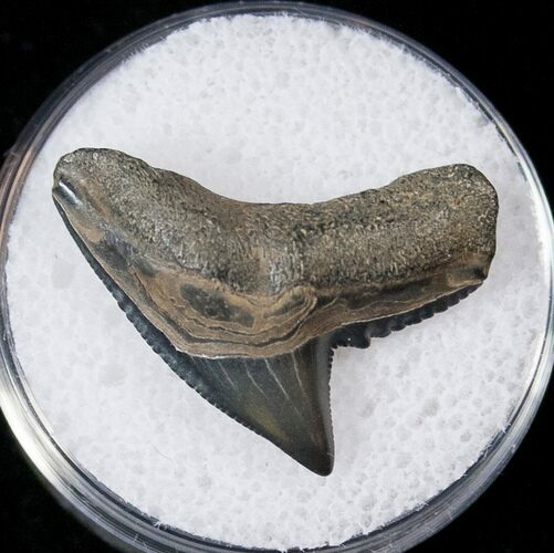 Fossil Tiger Shark Tooth - South Carolina #17319